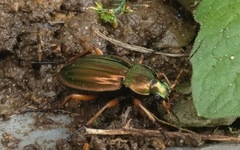 Carabus auratus