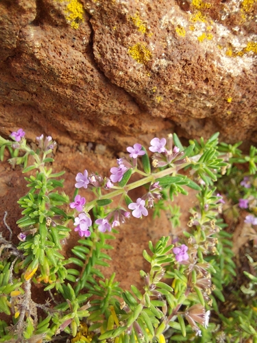 Image of Micromeria maderensis by (c) E. Borchert, some rights reserved (CC BY)