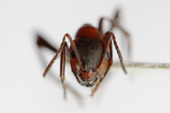 Formica sanguinea