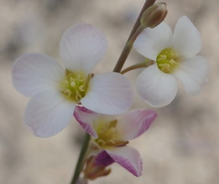 Heliophila glauca
