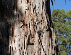 Eucalyptus cypellocarpa