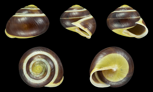 White-lipped Snail
