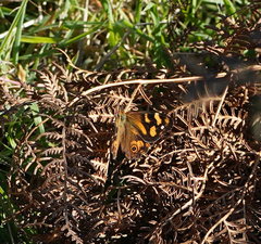 Heteronympha banksii