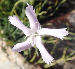 Dianthus thunbergii