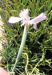 Dianthus thunbergii