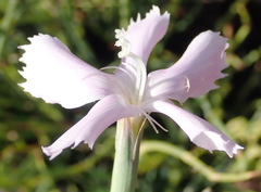 Dianthus thunbergii