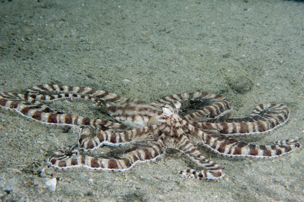 Photo of Mimic octopus (Thaumoctopus mimicus)