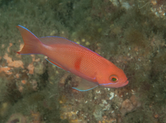 Pseudanthias rubrizonatus