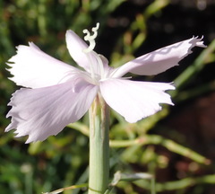 Dianthus thunbergii