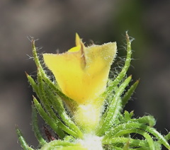 Aspalathus asparagoides asparagoides