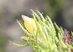 Aspalathus asparagoides asparagoides