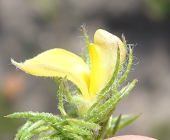 Aspalathus asparagoides asparagoides