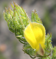 Aspalathus asparagoides asparagoides
