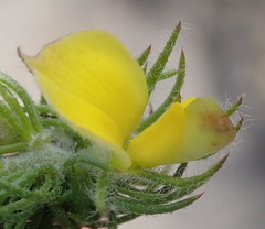 Aspalathus asparagoides asparagoides