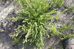 Aspalathus asparagoides asparagoides