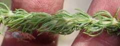 Aspalathus asparagoides asparagoides