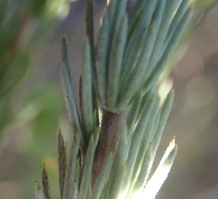 Aspalathus glabrescens