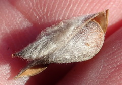 Aspalathus glabrescens