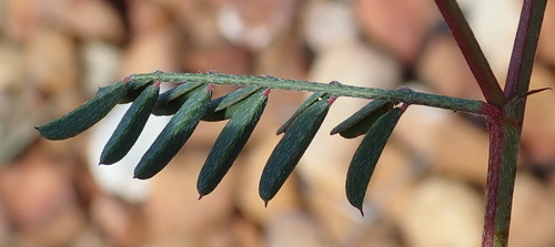 Image of Indigofera declinata by (c) Nicola van Berkel, some rights reserved (CC BY-SA)