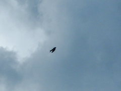 Psalidoprocne pristoptera