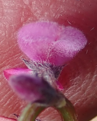 Image of Indigofera declinata by (c) Nicola van Berkel, some rights reserved (CC BY-SA)