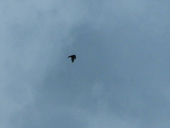 Psalidoprocne pristoptera