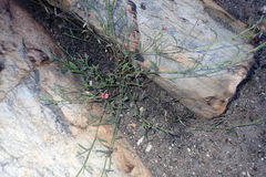 Indigofera leptocarpa