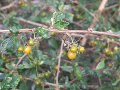 Ehretia microphylla