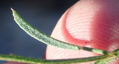 Indigofera leptocarpa