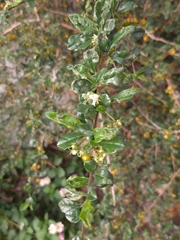 Ehretia microphylla
