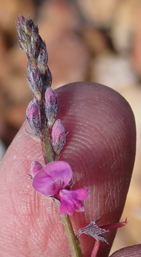 Image of Indigofera declinata by (c) Nicola van Berkel, some rights reserved (CC BY-SA)