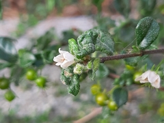 Ehretia microphylla