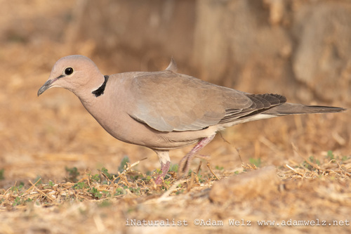 Vinaceous Dove