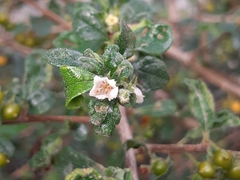 Ehretia microphylla