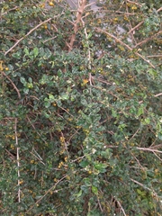 Ehretia microphylla