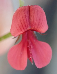 Indigofera leptocarpa