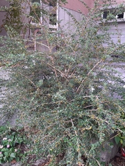 Ehretia microphylla