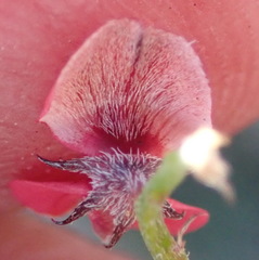 Indigofera leptocarpa