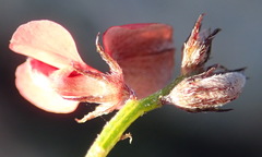 Indigofera leptocarpa