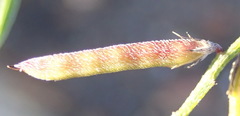 Indigofera leptocarpa