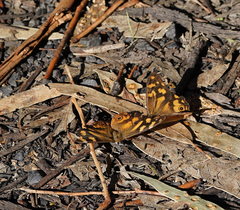 Heteronympha banksii