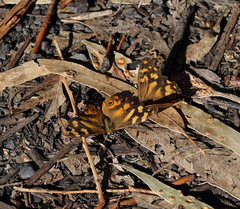 Heteronympha banksii