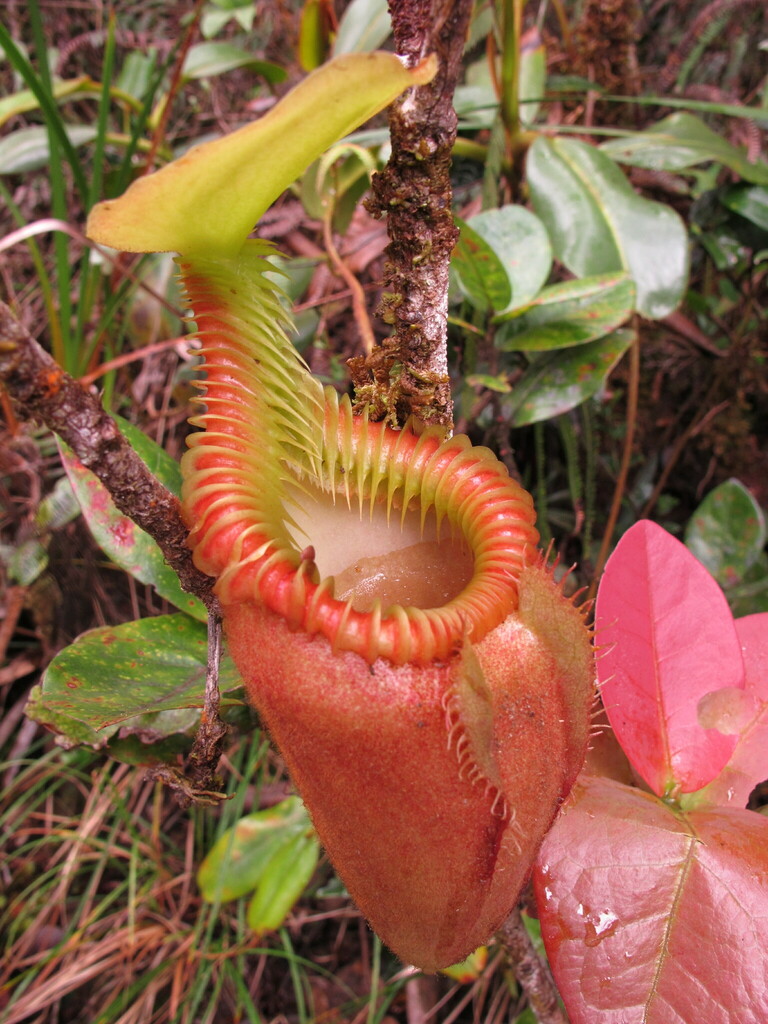 Nepenthes villosa
