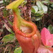 Nepenthes villosa - Photo (c) Ryan E. Gray, algunos derechos reservados (CC BY-NC), subido por Ryan E. Gray