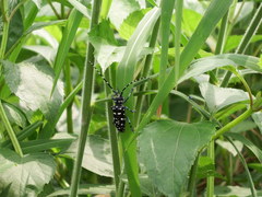 Anoplophora macularia