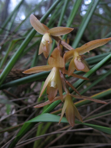 Coelogyne plicatissima Ames & C.Schweinf. 3