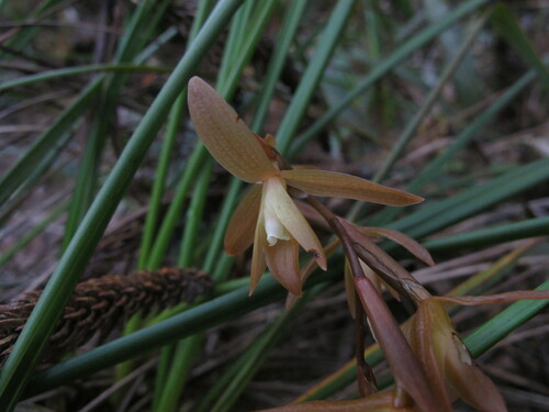 Coelogyne plicatissima Ames & C.Schweinf. 4