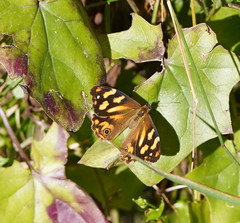 Heteronympha banksii