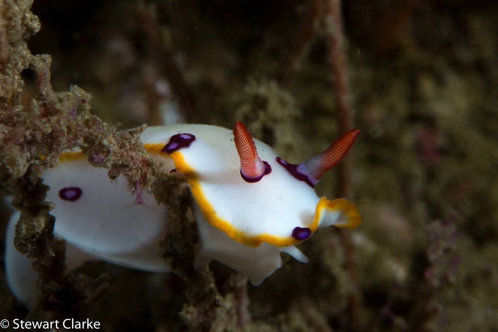 Hypselodoris dollfusi
