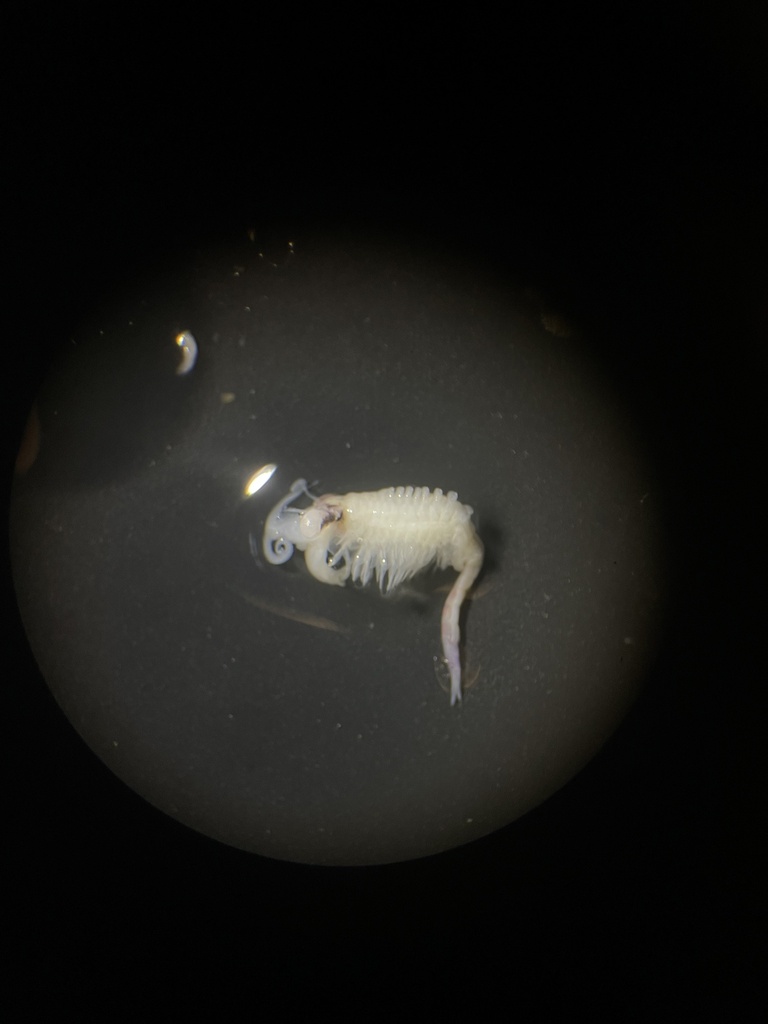 Eubranchipus stegosus